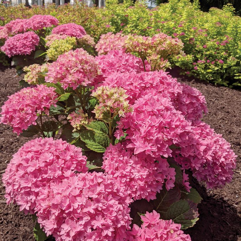 Hortmafarfa Starfield™ Big Leaf Hydrangea