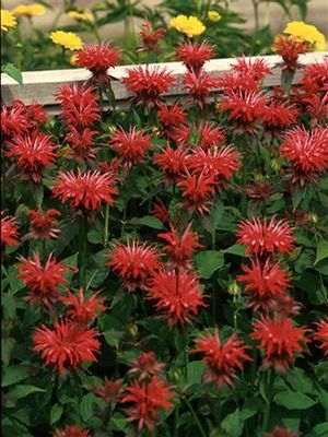 Gardenview Scarlet Bee Balm, Bergamot