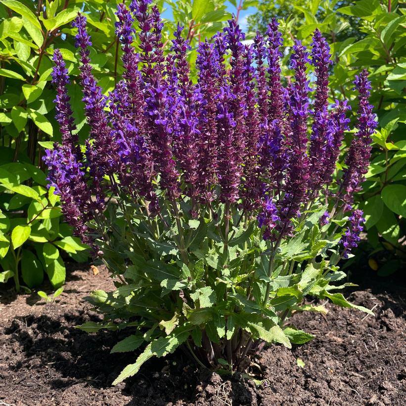 Perpetual Purple™ Meadow Sage