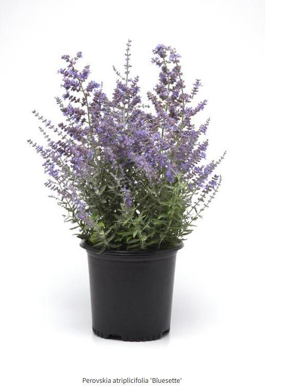Bluesette Russian Sage