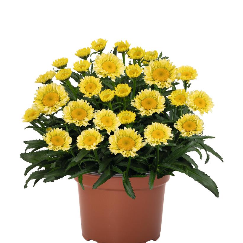 Sweet Daisy® Izabel Shasta Daisy