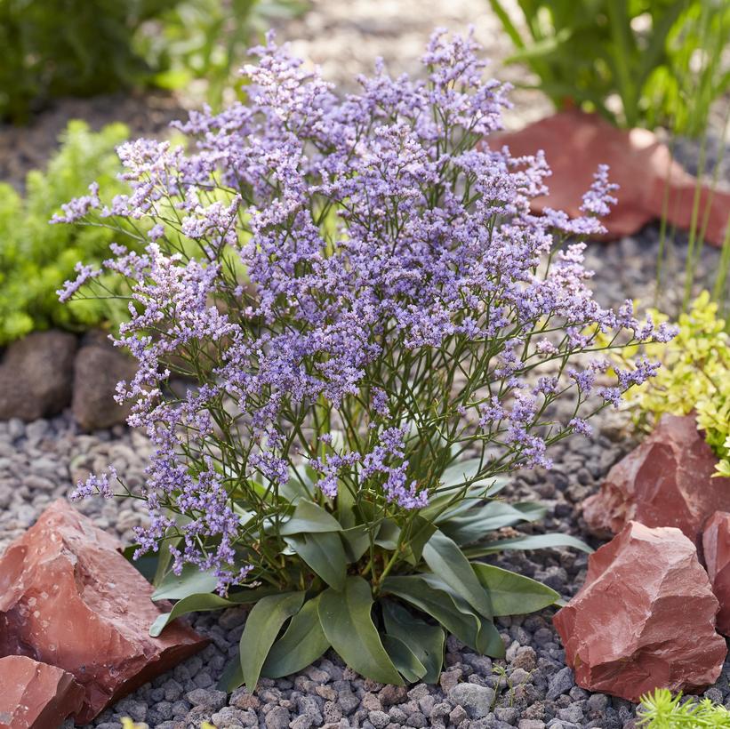Dazzle Rocks Sea Lavander