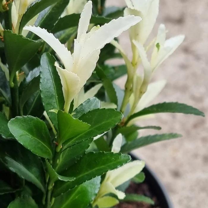 Palama Blanca Euonymus