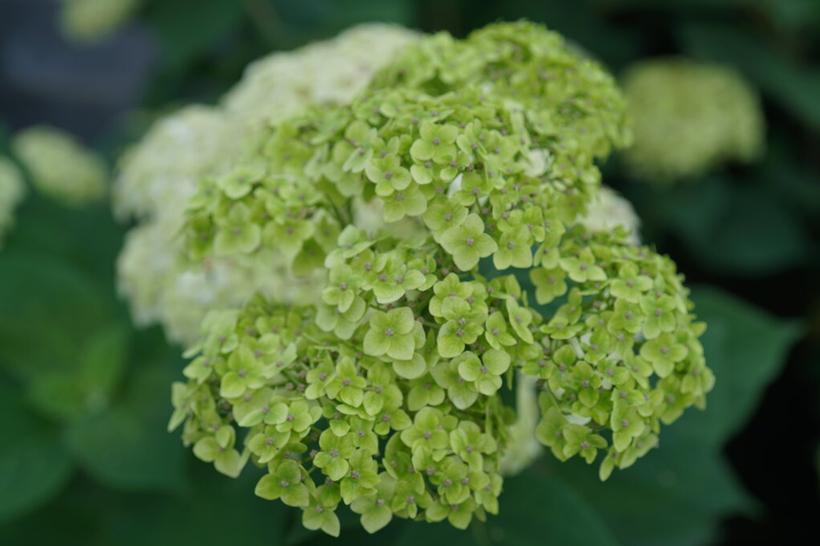 SMNHRL Invincibelle Sublime™ Smooth Hydrangea