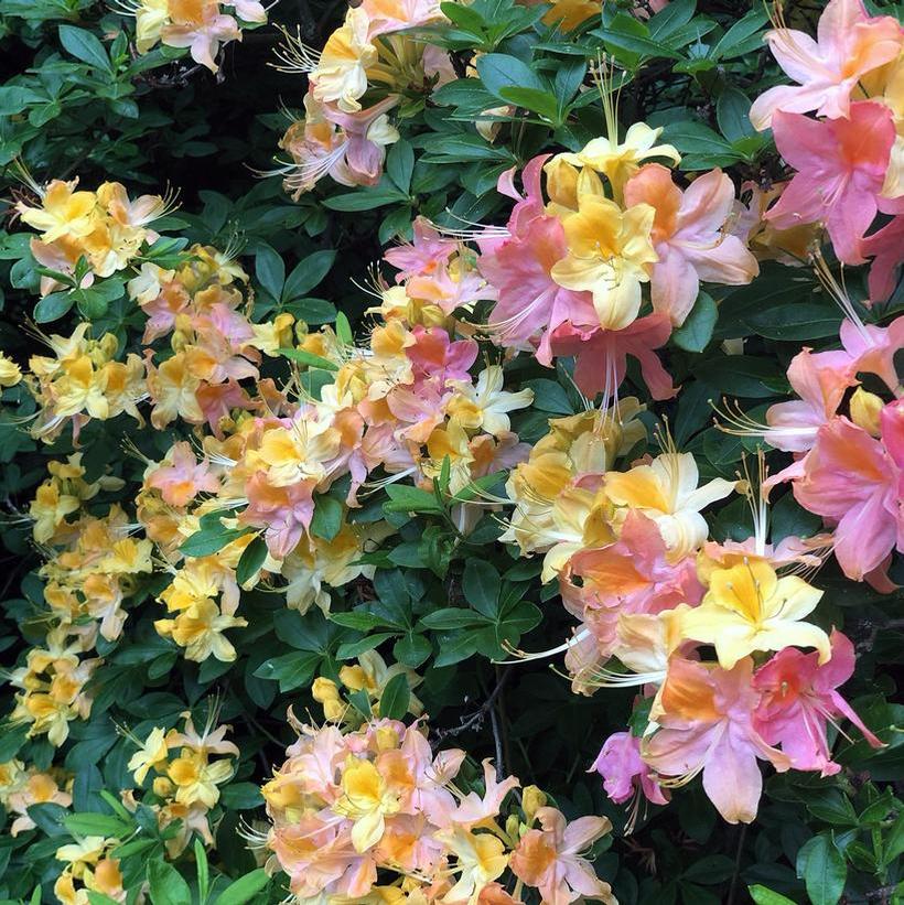 Garden Rainbow Azalea