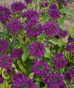 Purple Rooster Bee Balm, Bergamot