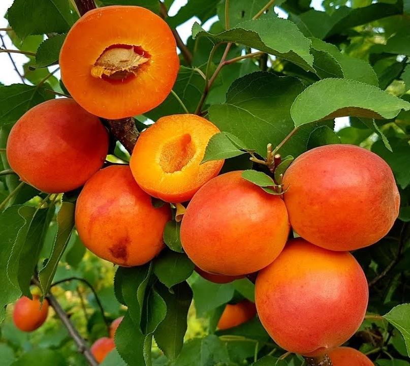 Harostar Apricot