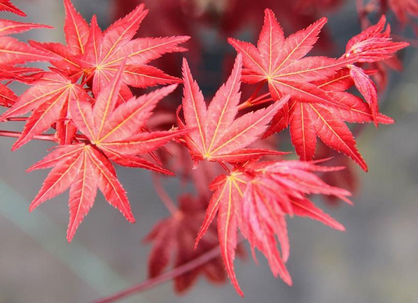 Ben Maiko Japanese Maple - Acer palmatum 'Beni Maiko'