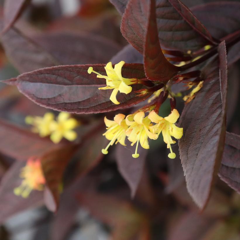 SMNDSN Kodiak® Jet Black™ Bush Honeysuckle