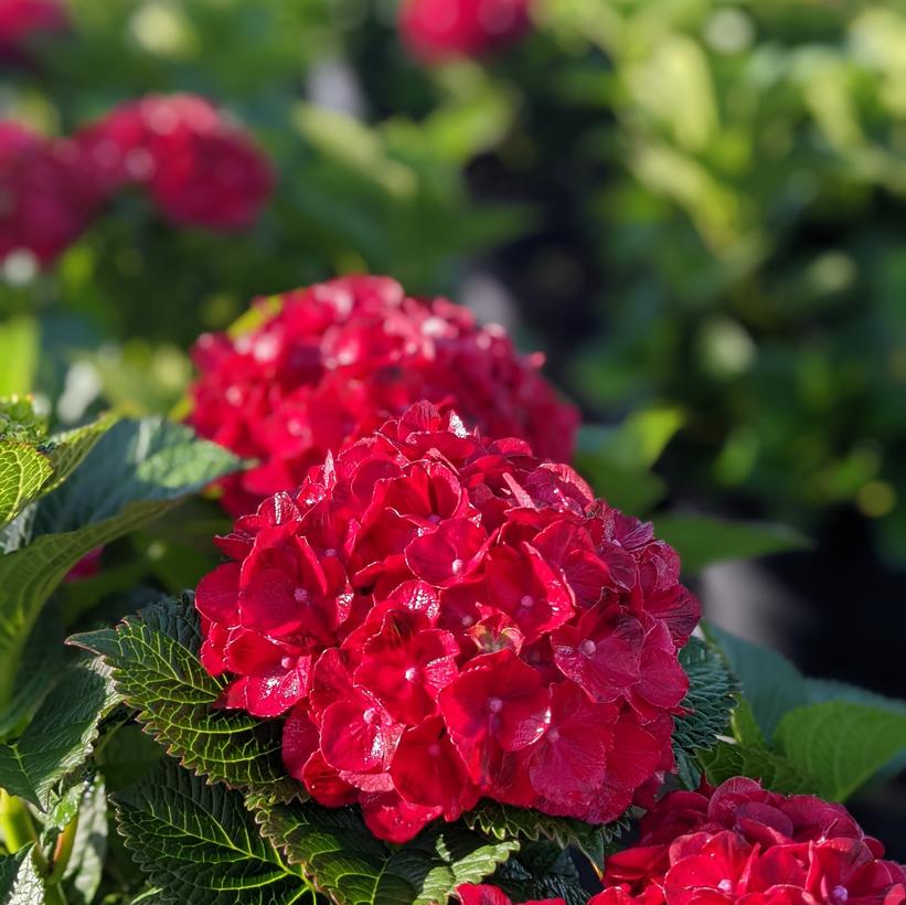 Hokomaburlac Cherry-Go-Round™ Big Leaf Hydrangea