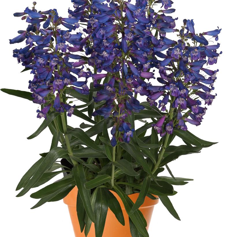 Pristine Blue Beardtongue