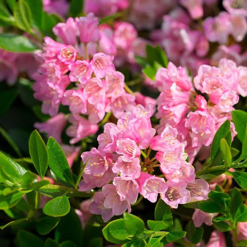 Bloombux® Magenta Rhododendron