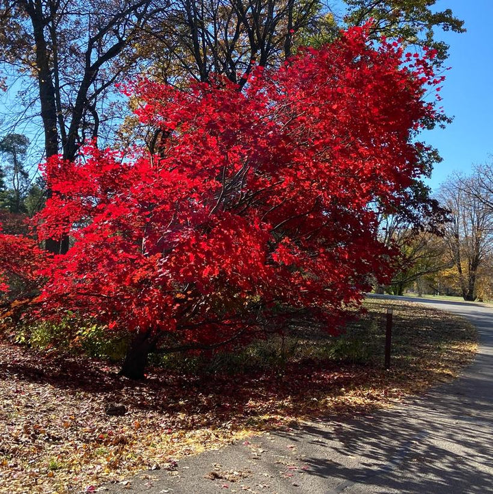 Morning Starburst Maple