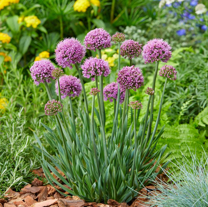 Little Sapphire Ornamental Onion