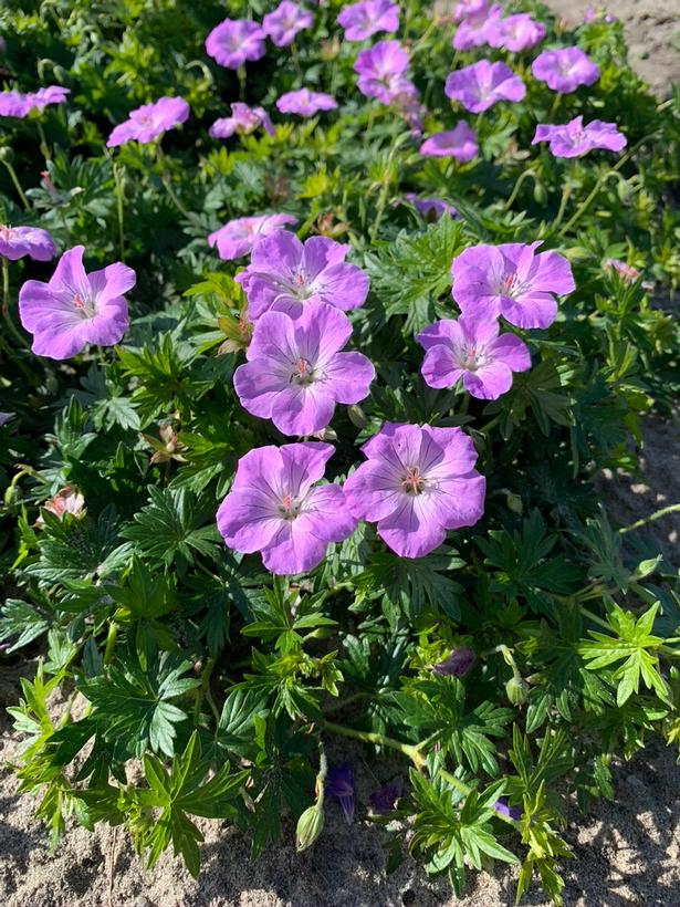 Bloody Cranesbill, Frivolous Lilac