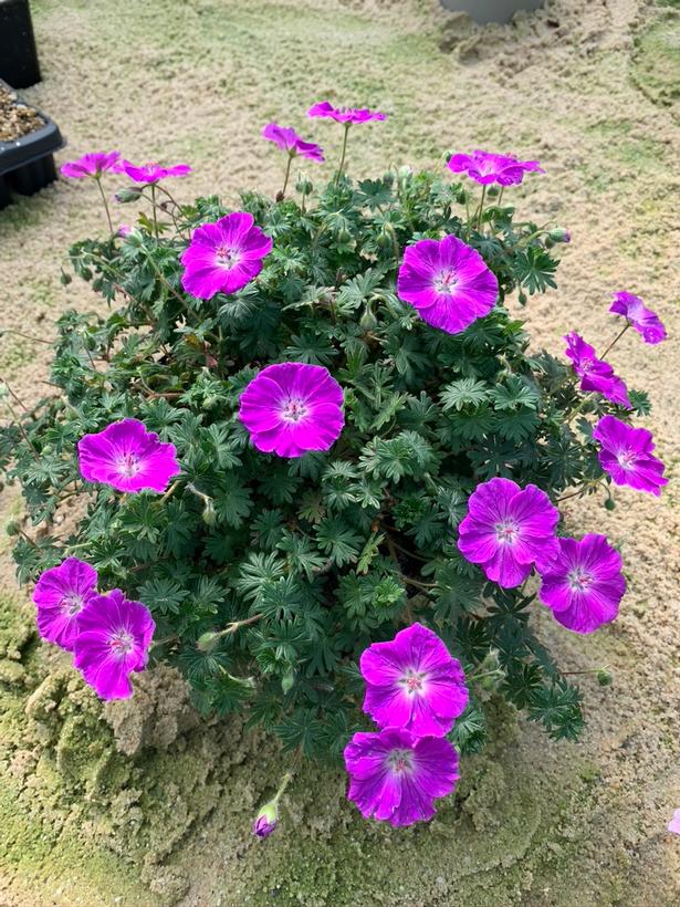 Bloody Cranesbill Frivolius™ Purple - Geranium  sanguineum &