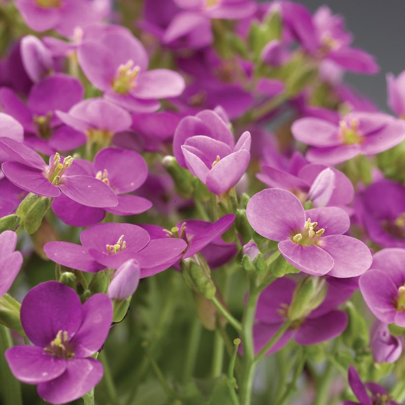 Little Treasure Deep Rose Wall Cress, Rock Cress