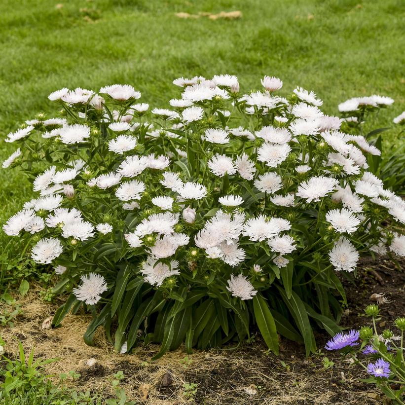 Whitecaps Stoke Aster