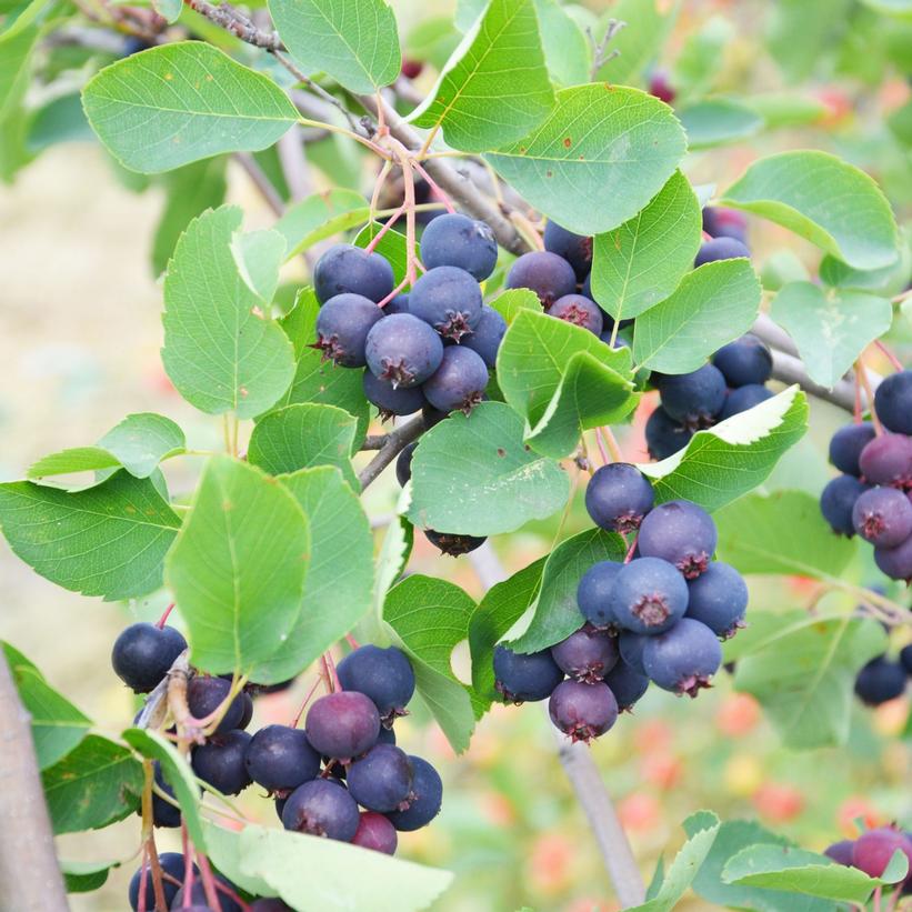 Martin Saskatoon Berry