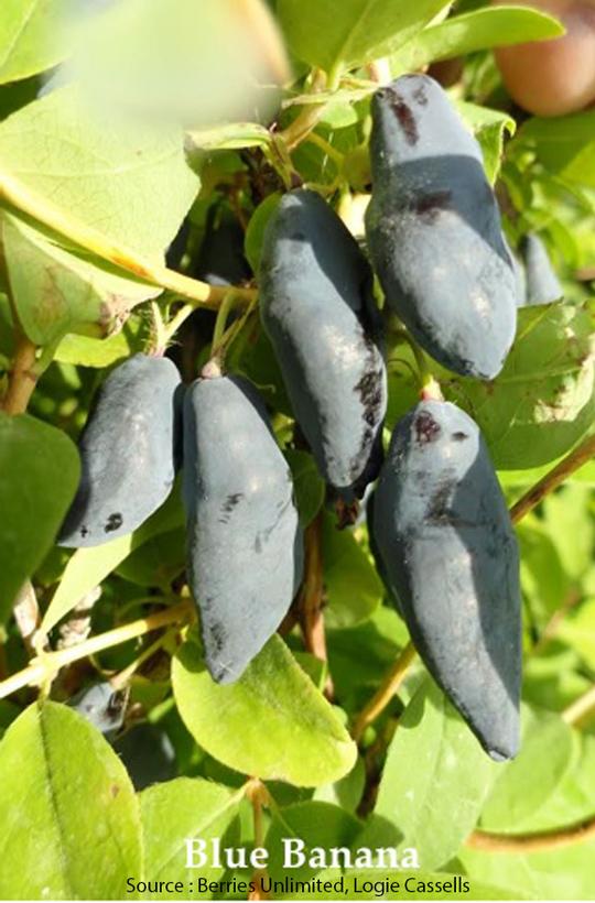 Blue Banana Haskap