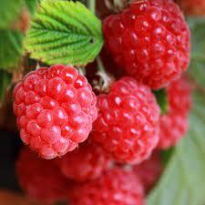 Red Bounty Raspberry