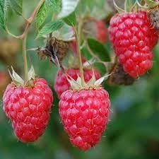 Red Mammoth Raspberry