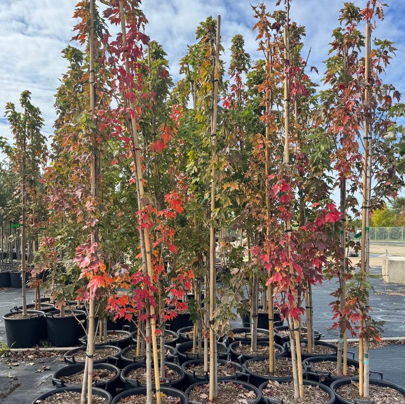 Red Sentinel® Red Maple