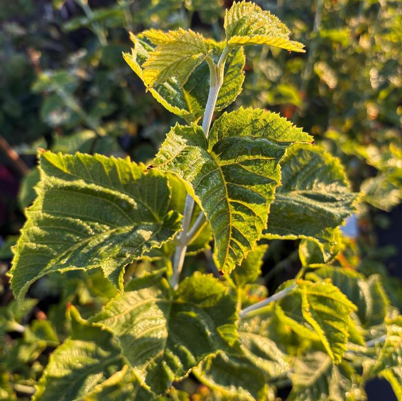 Redvine Maple