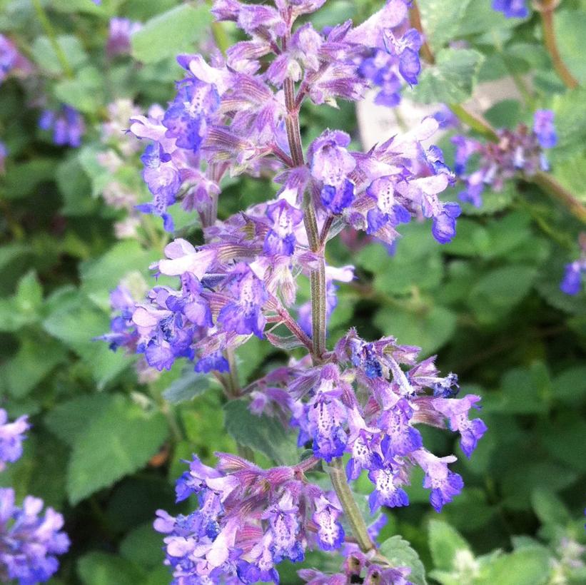 Blue Catmint, Catmint