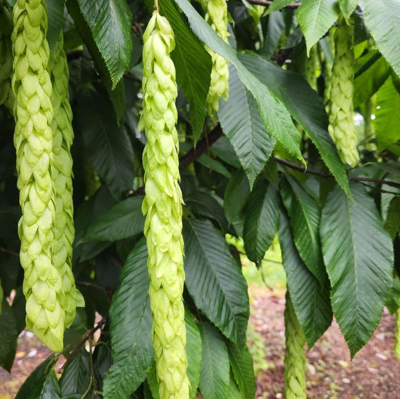 Monkey Tail Hornbeam, Fang Hornbeam