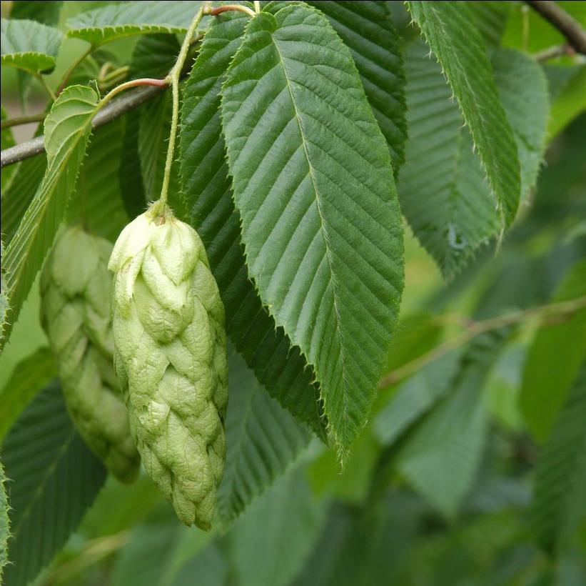 Japanese hornbeam