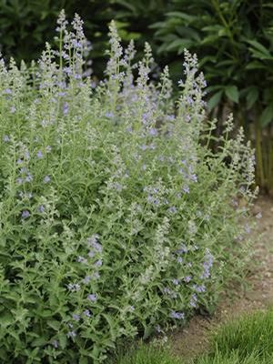 Six Hills Giant Catmint