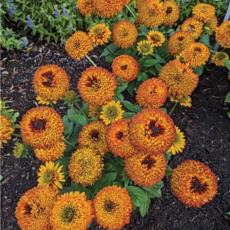 Solar Sisters Gloriosa Daisy