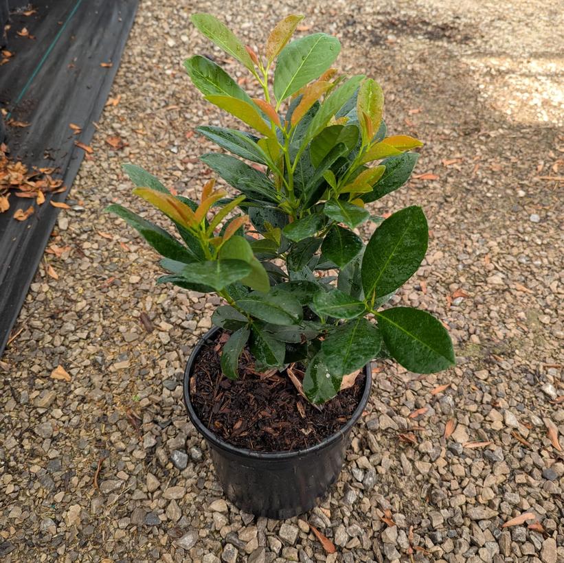 Bonaparte Cherry Laurel