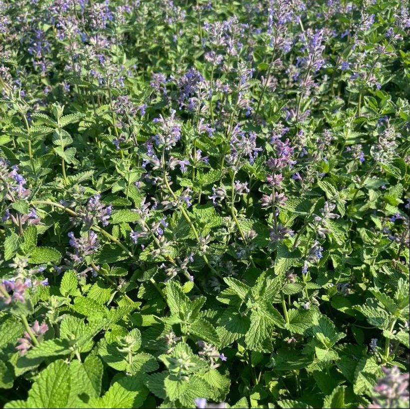 Catmint, Persian Catmint