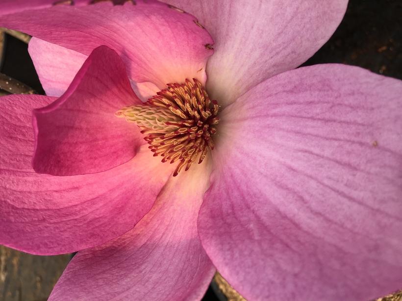 Cleopatra Magnolia - Magnolia x &