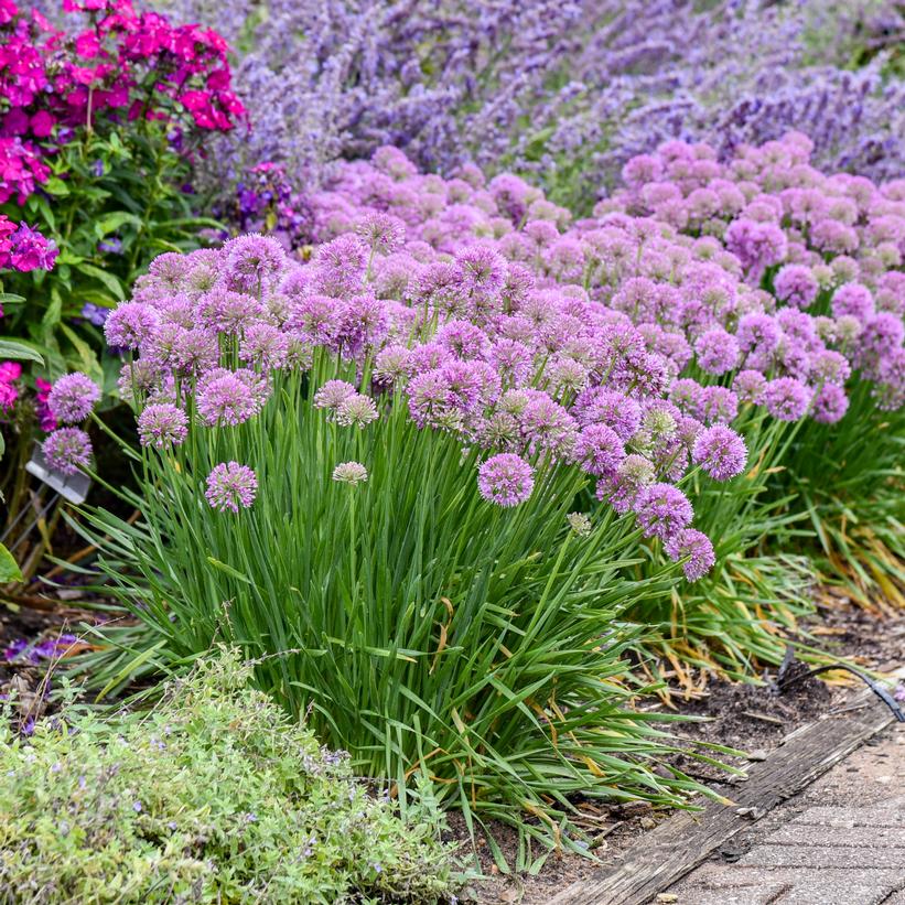 Serendipity Ornamental Onion