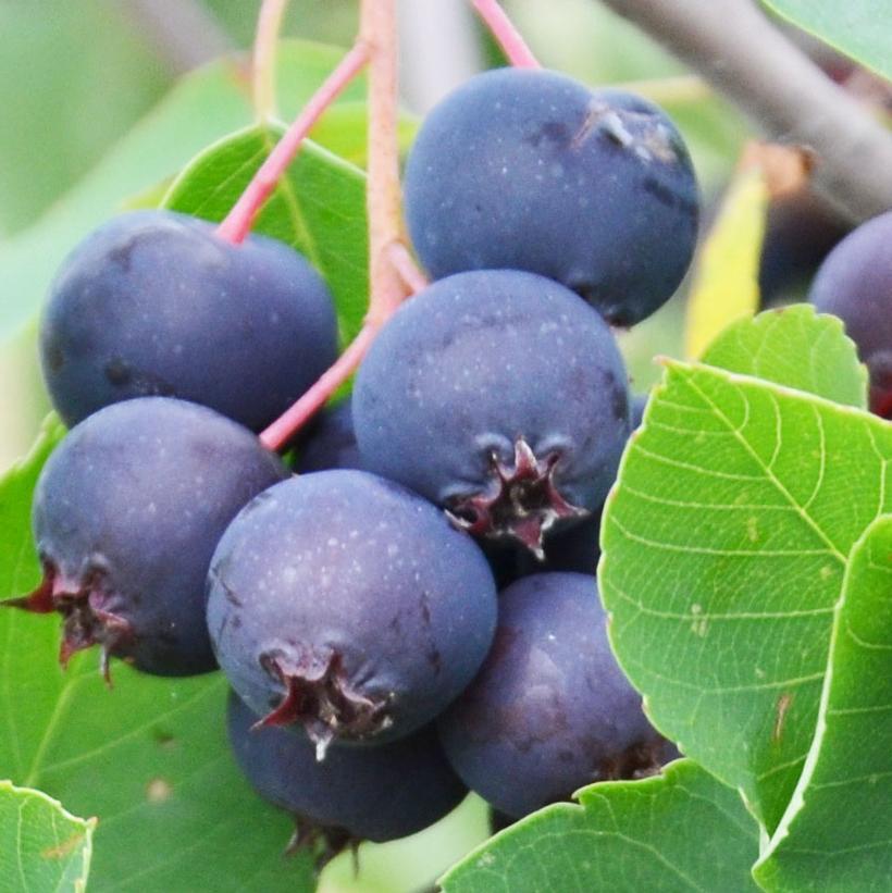Isaac Saskatoon Berry
