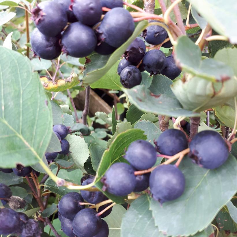 Thiessen Saskatoon Berry