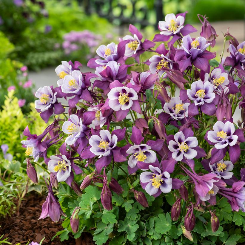 Earlybird™ Purple and White Columbine