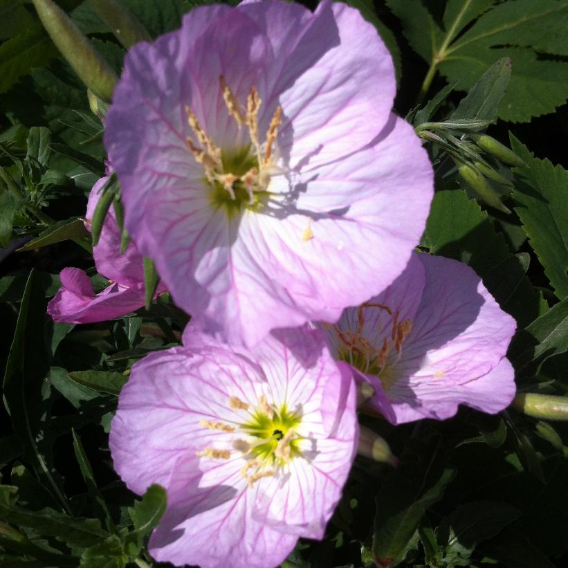 Evening Primrose, Mexican Evening Primrose