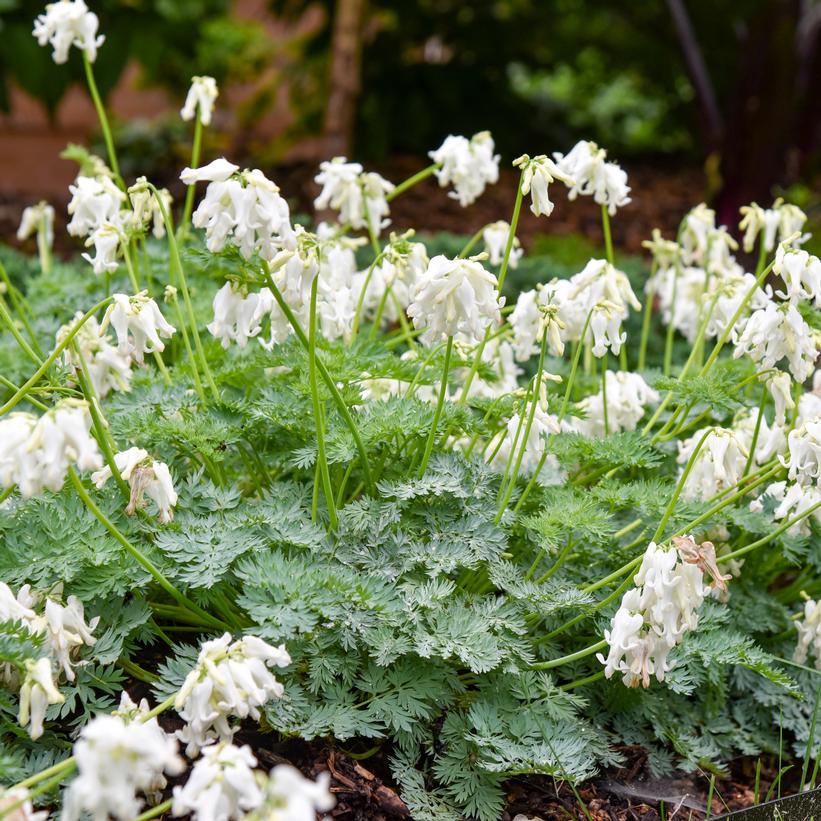 Fern-leaved Bleeding Heart