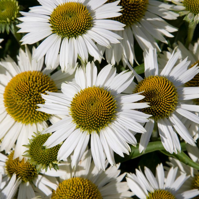 Meditation White Coneflower