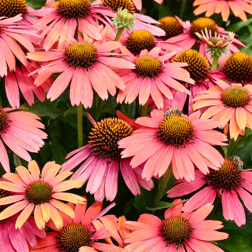 Sensation Coral Coneflower