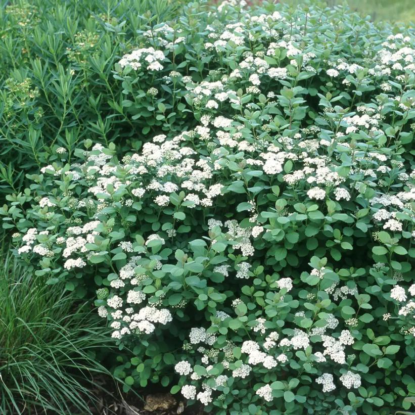 Tor Birchleaf spiraea
