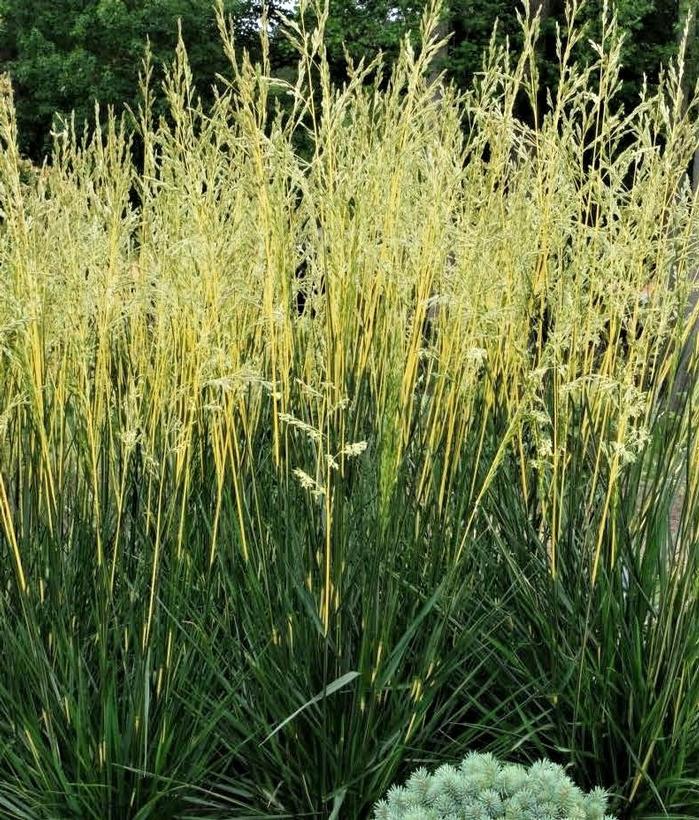Glow Sticks Tall Fescue