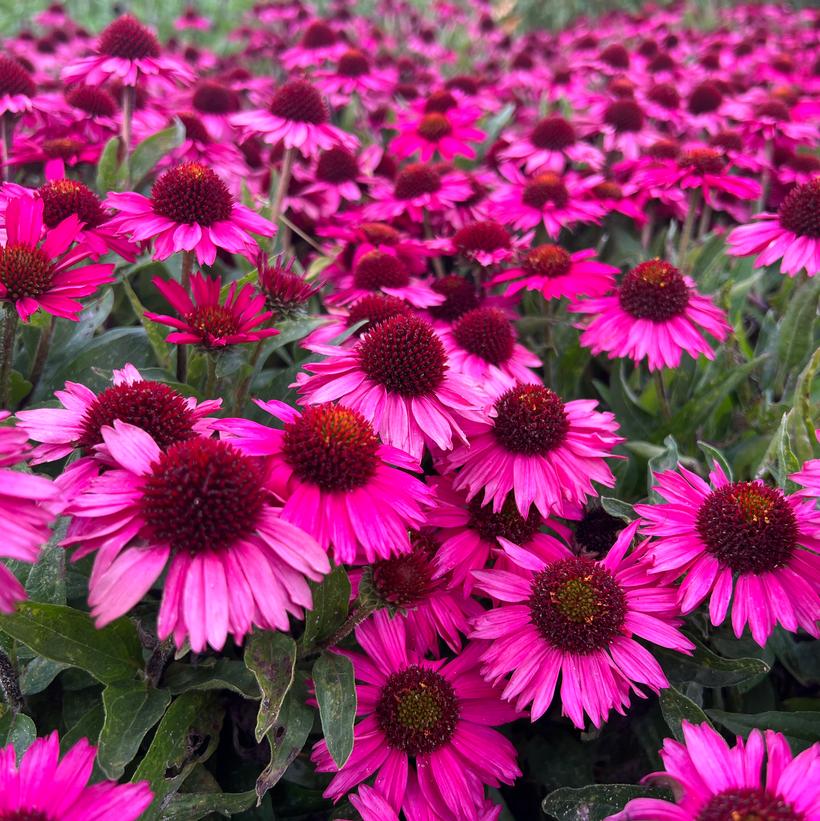 Popular Pink Coneflower