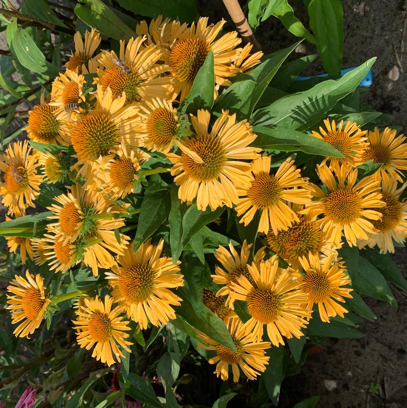 Popular Yellow Coneflower