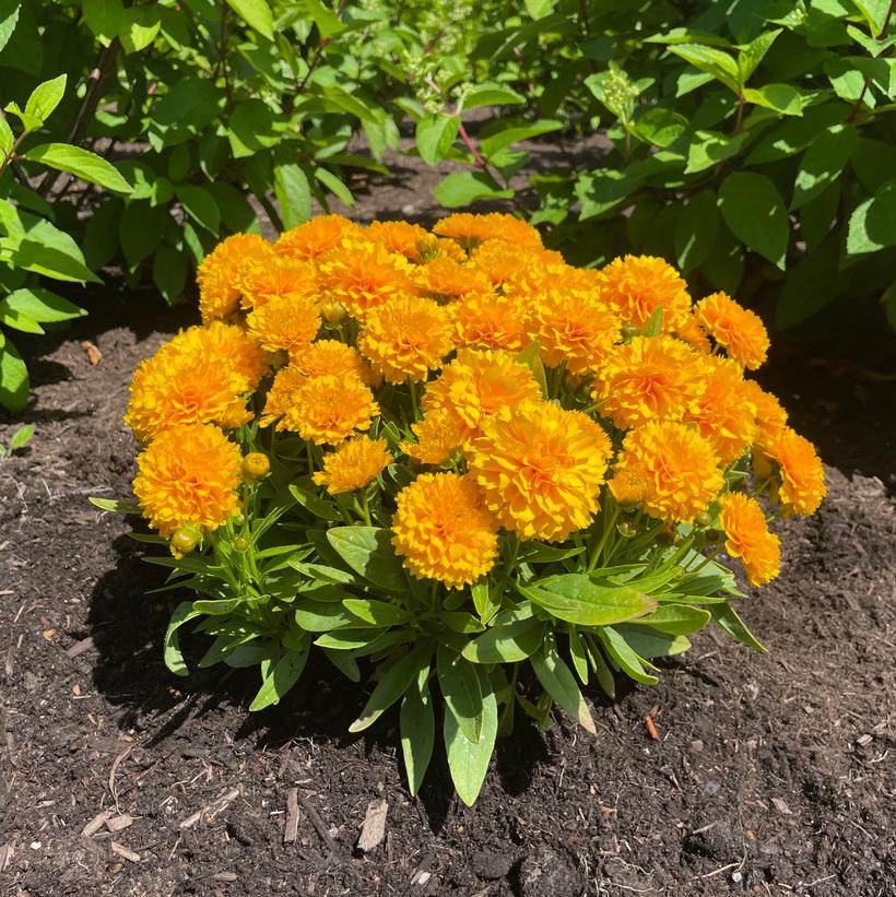 Tickseed Solanna Golden Sphere - Coreopsis  x &