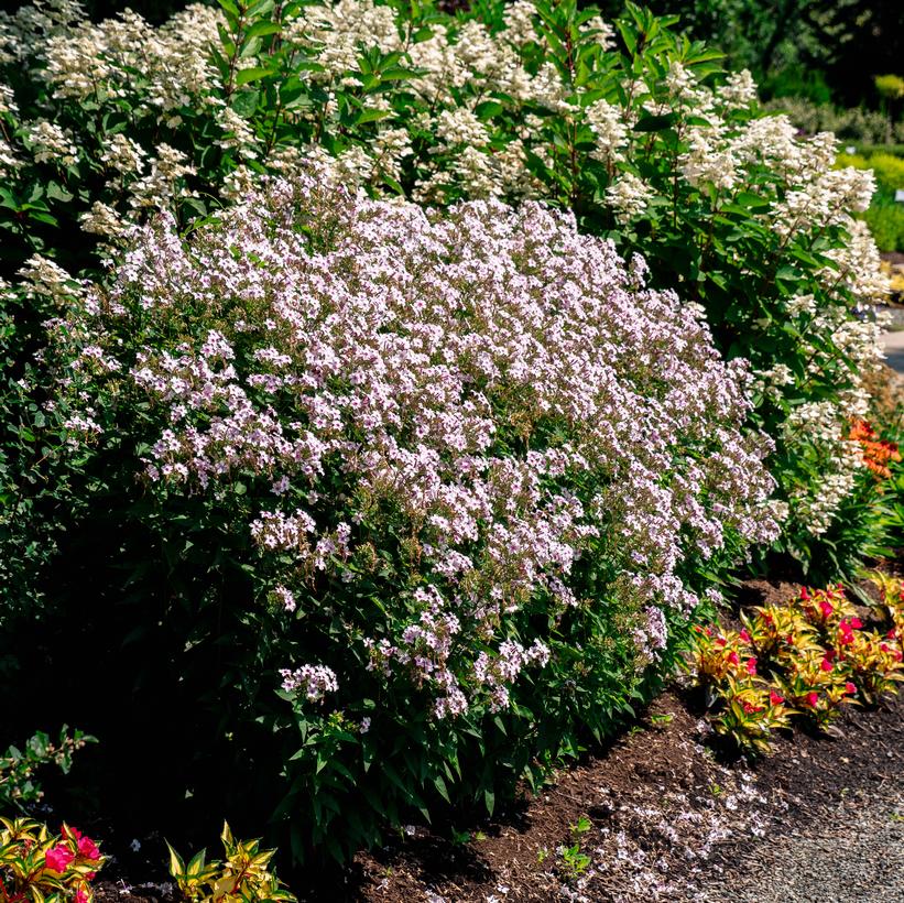 Confetti Cake™ Phlox - Phlox  paniculata &